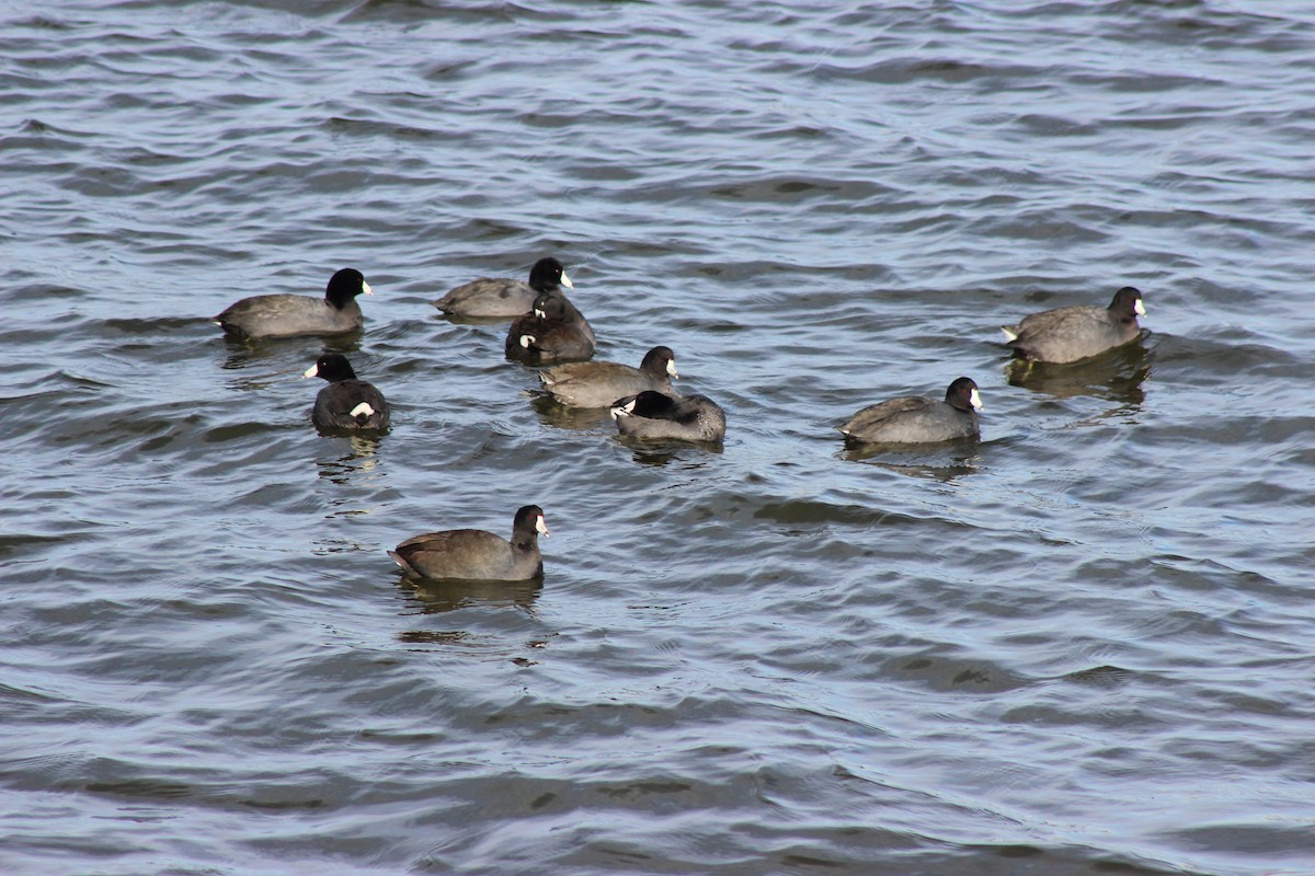 American Coot - ML290108631