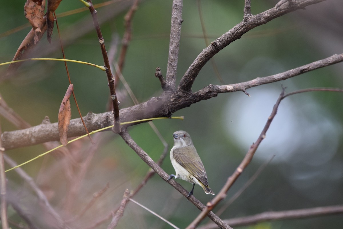 Thick-billed Flowerpecker - ML290109251