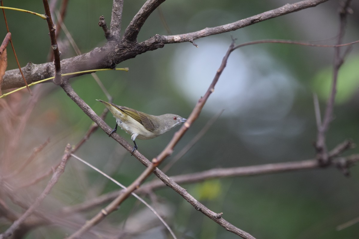 Thick-billed Flowerpecker - ML290110441