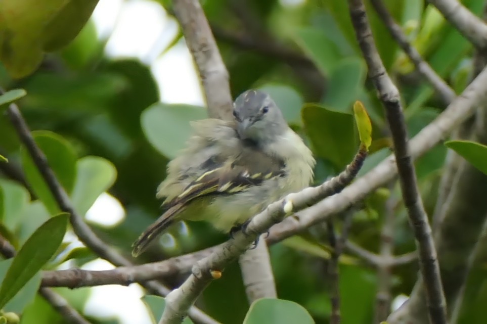 Forest Elaenia - Alexandre Vinot