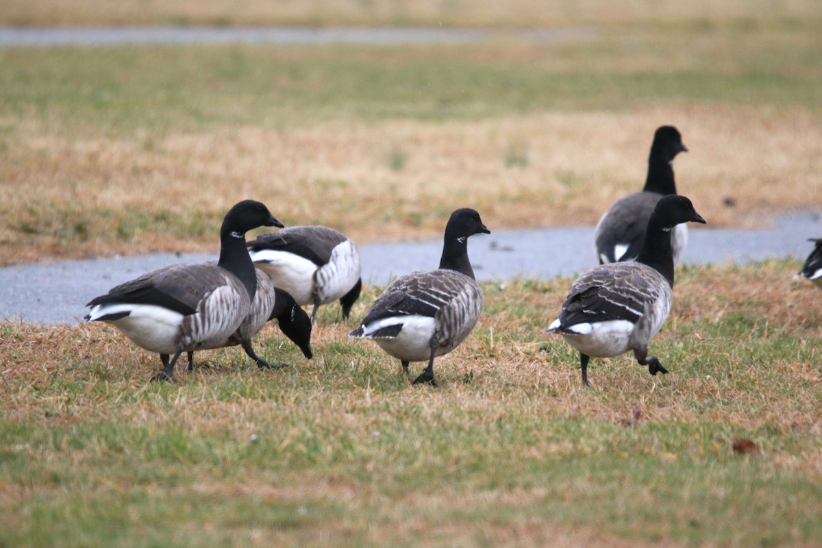 Brant - ML290113001