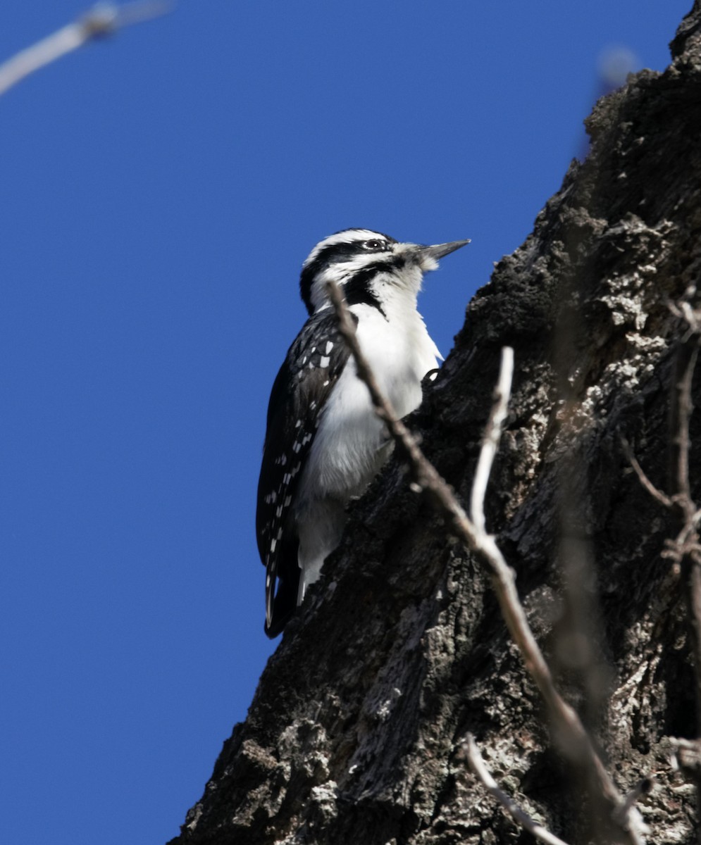 Downy x Hairy Woodpecker (hybrid) - ML290113041