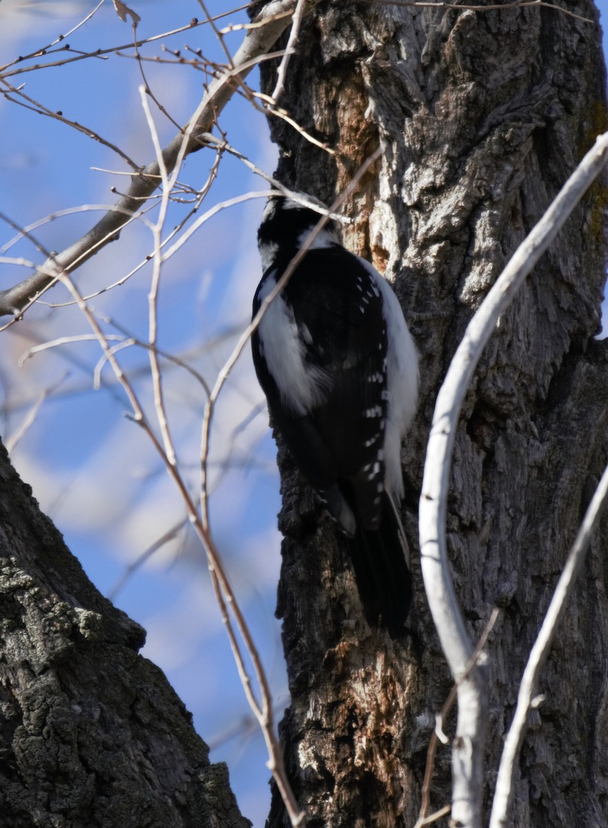 Downy x Hairy Woodpecker (hybrid) - ML290113081
