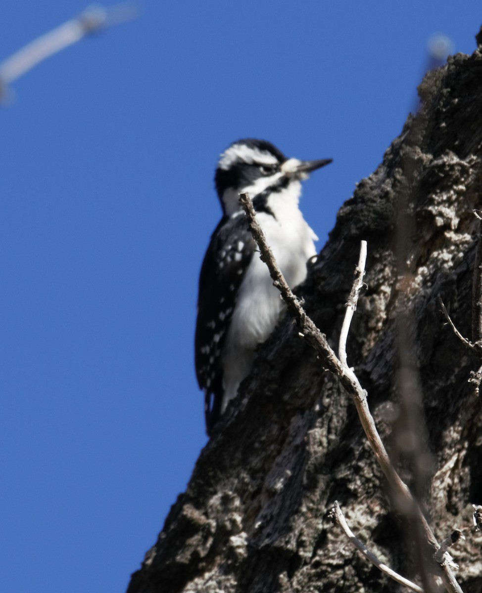 Downy x Hairy Woodpecker (hybrid) - ML290113091