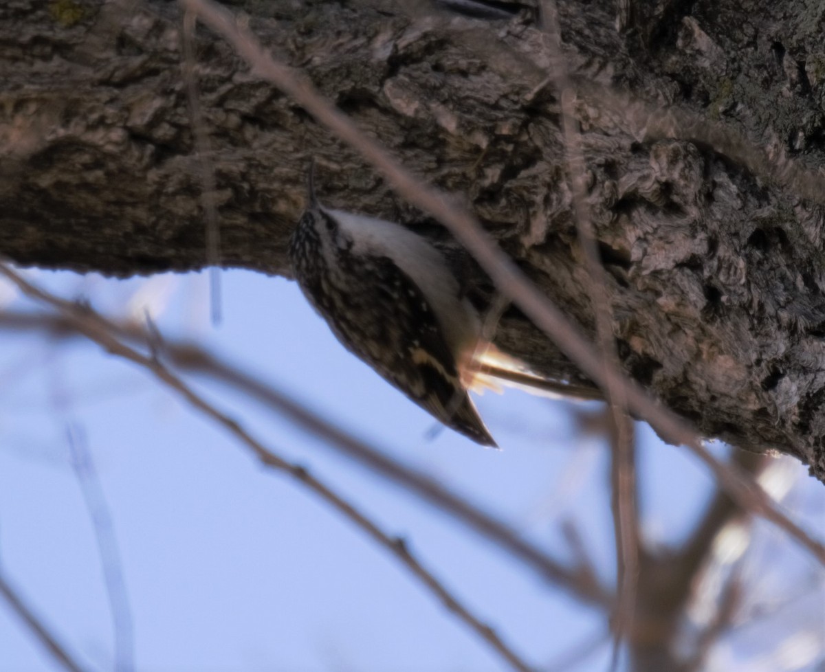 アメリカキバシリ - ML290113121