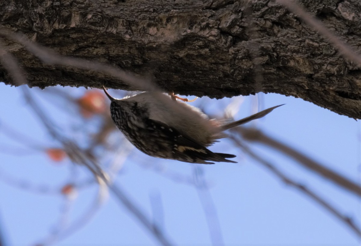 アメリカキバシリ - ML290113131