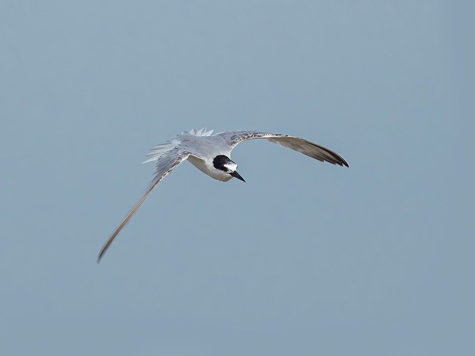 Little Tern - ML290113251