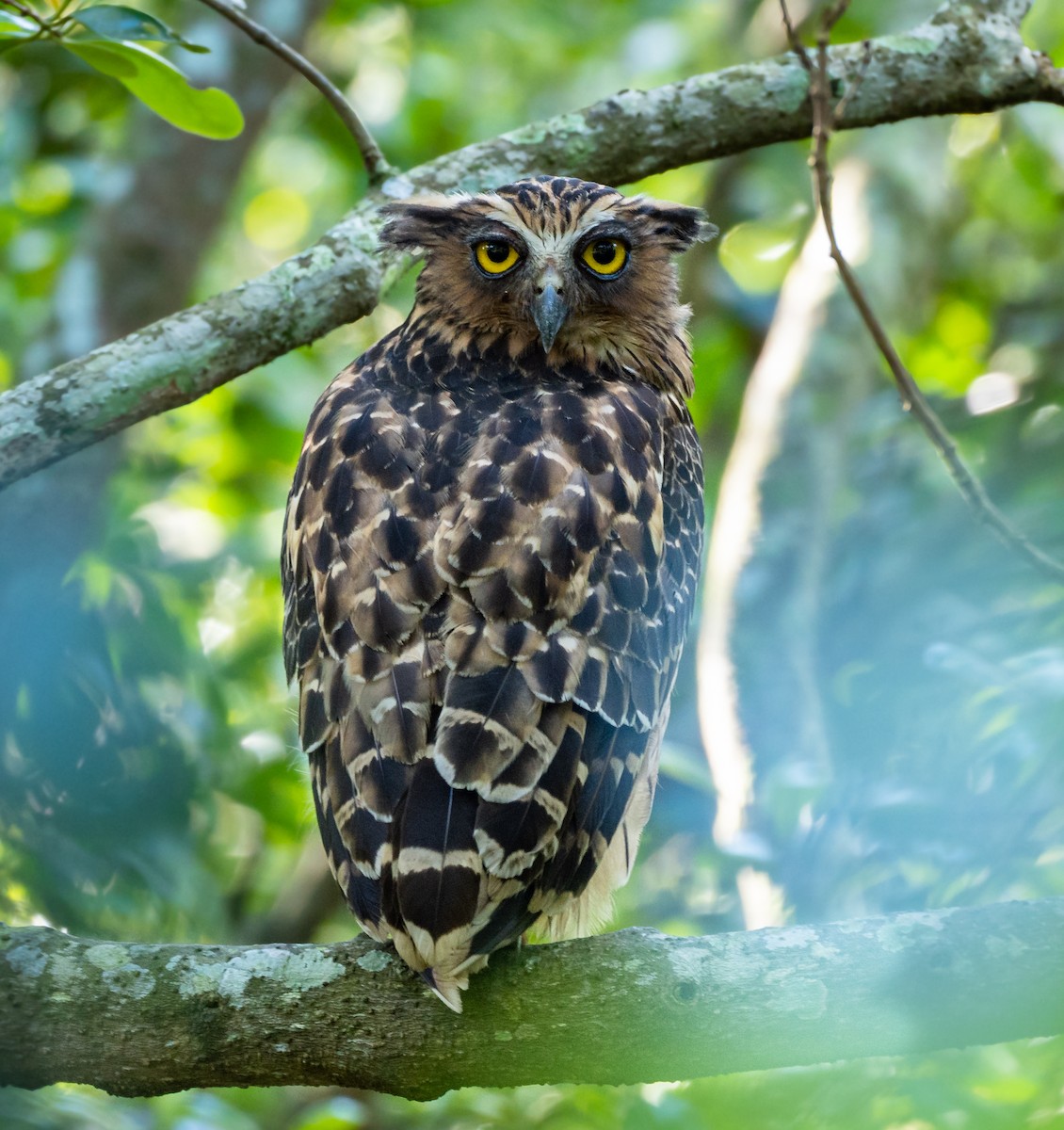 Buffy Fish-Owl - ML290114261