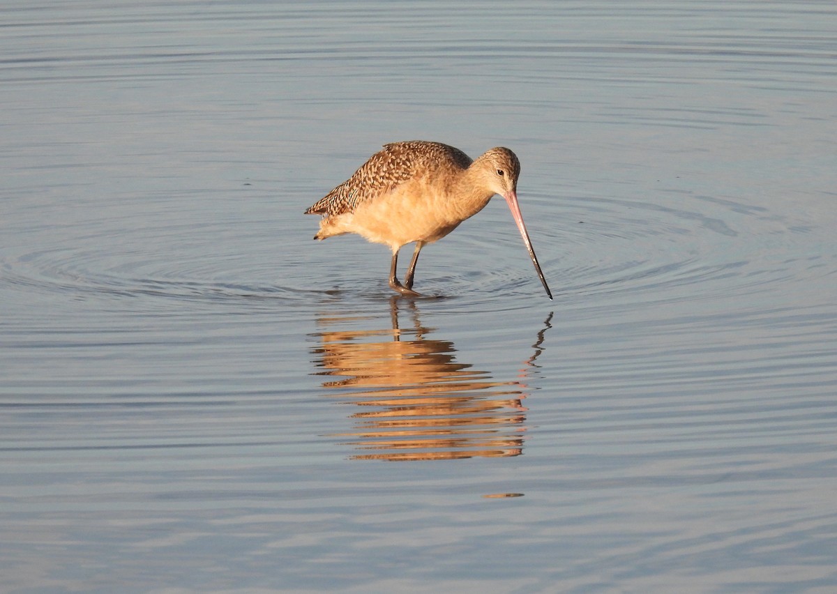 Marbled Godwit - Christine Rowland