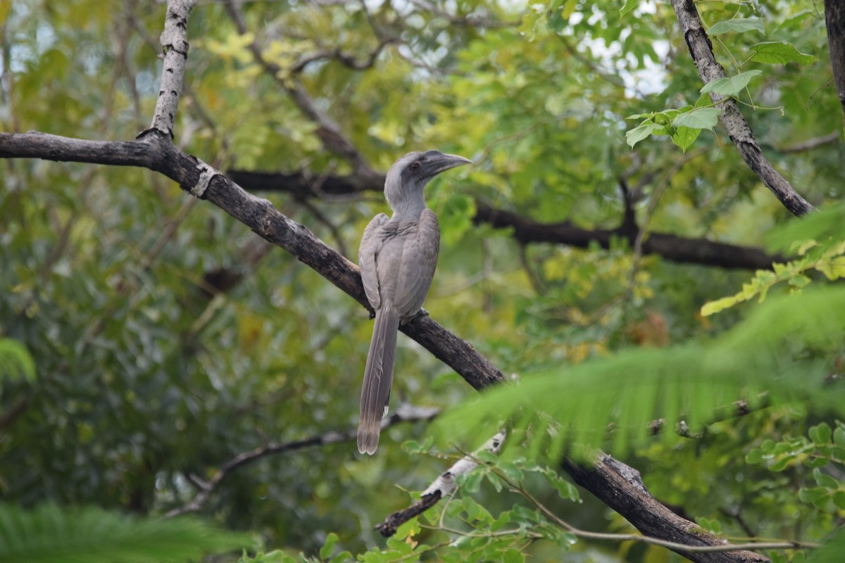 Indian Gray Hornbill - ML290117651