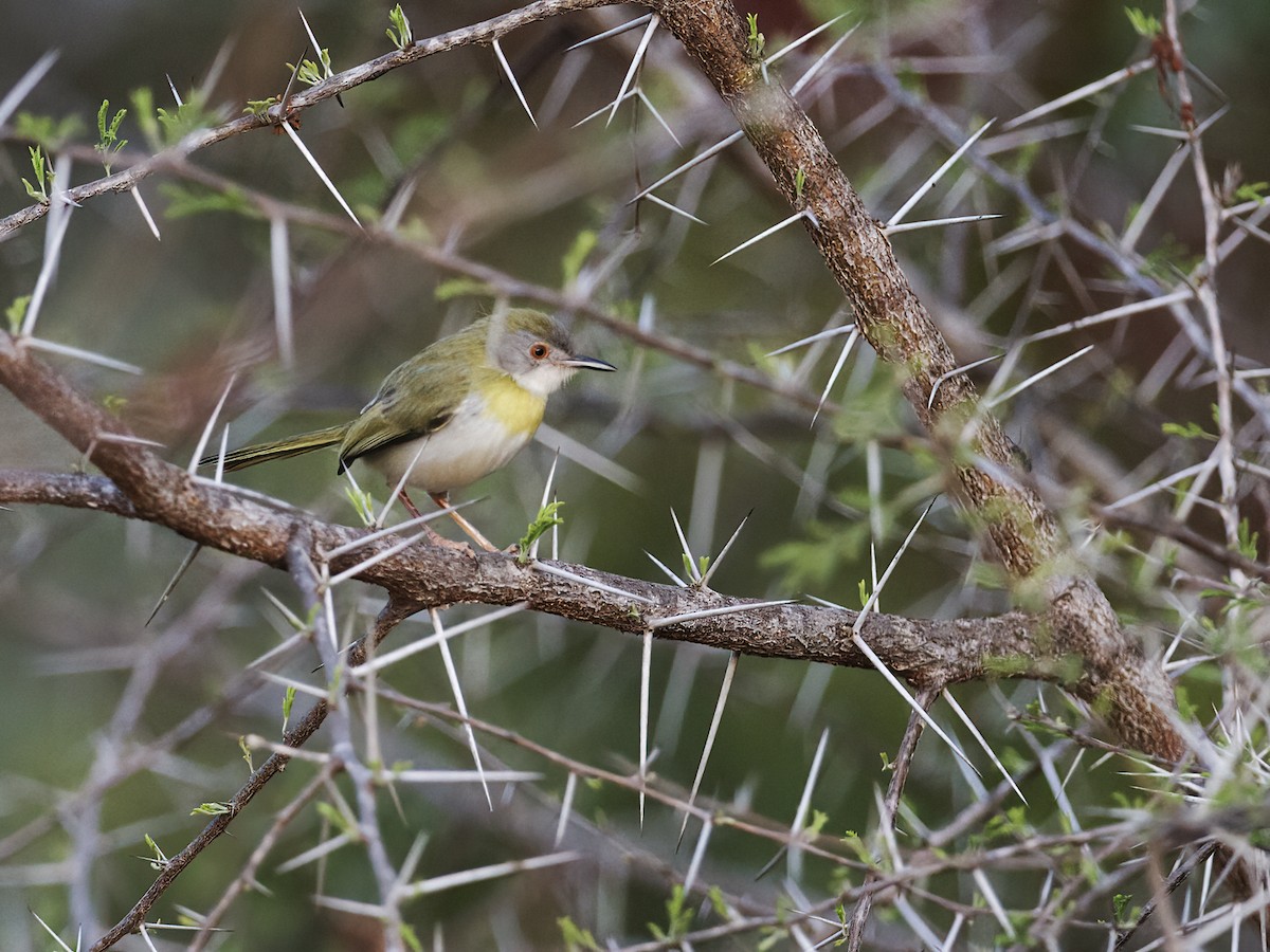 Yellow-breasted Apalis (Brown-tailed) - ML290118271