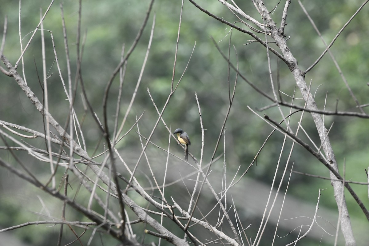 Ashy Prinia - ML290118421