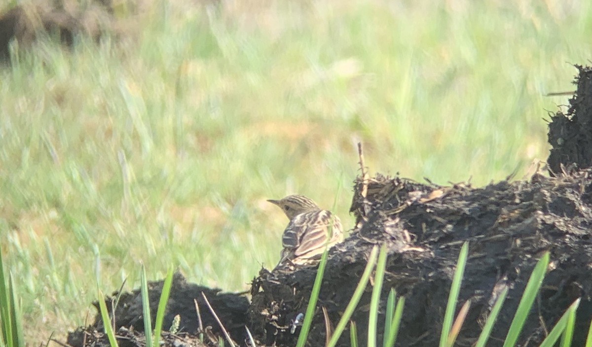 Red-throated Pipit - ML290118631