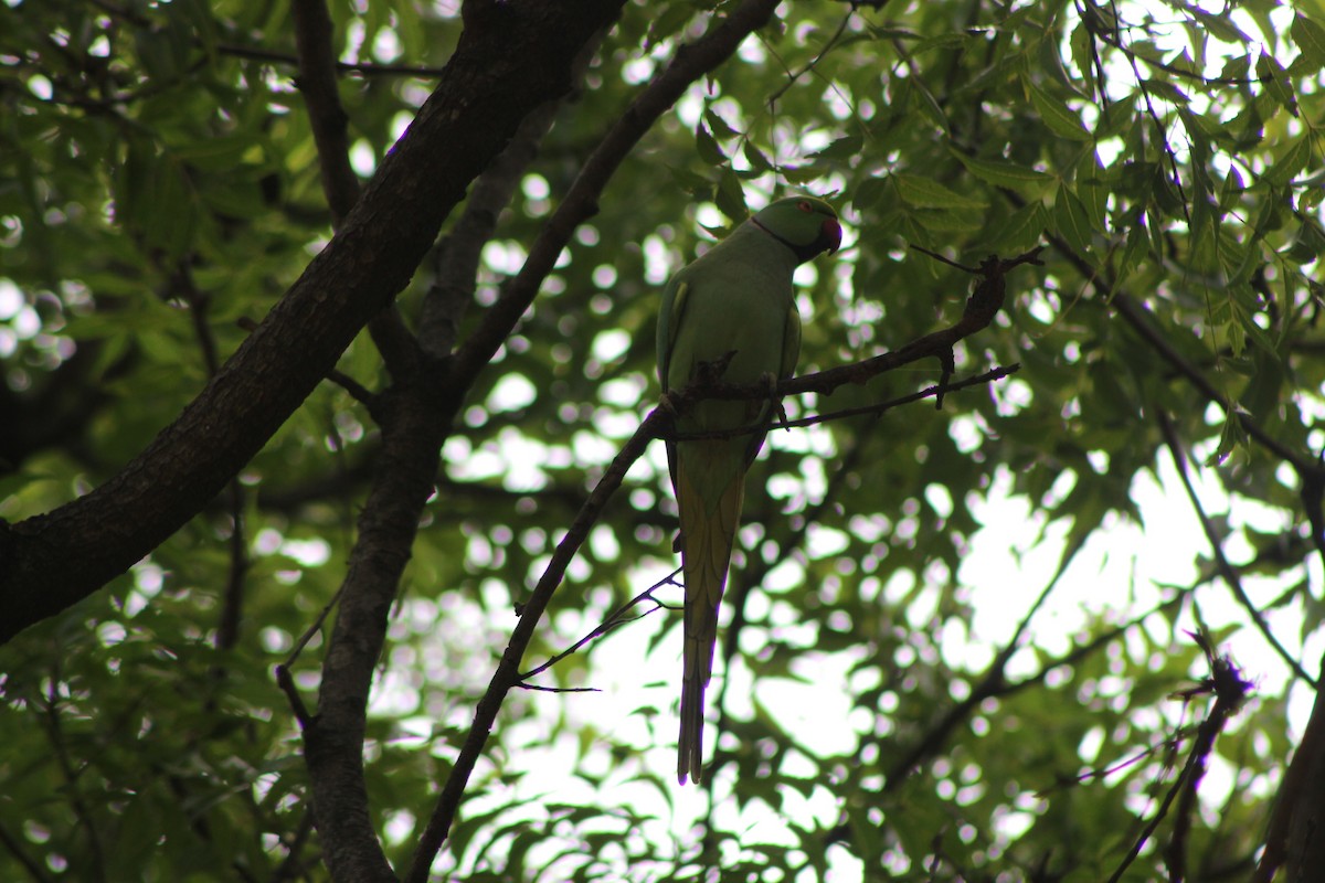 Rose-ringed Parakeet - ML290118791