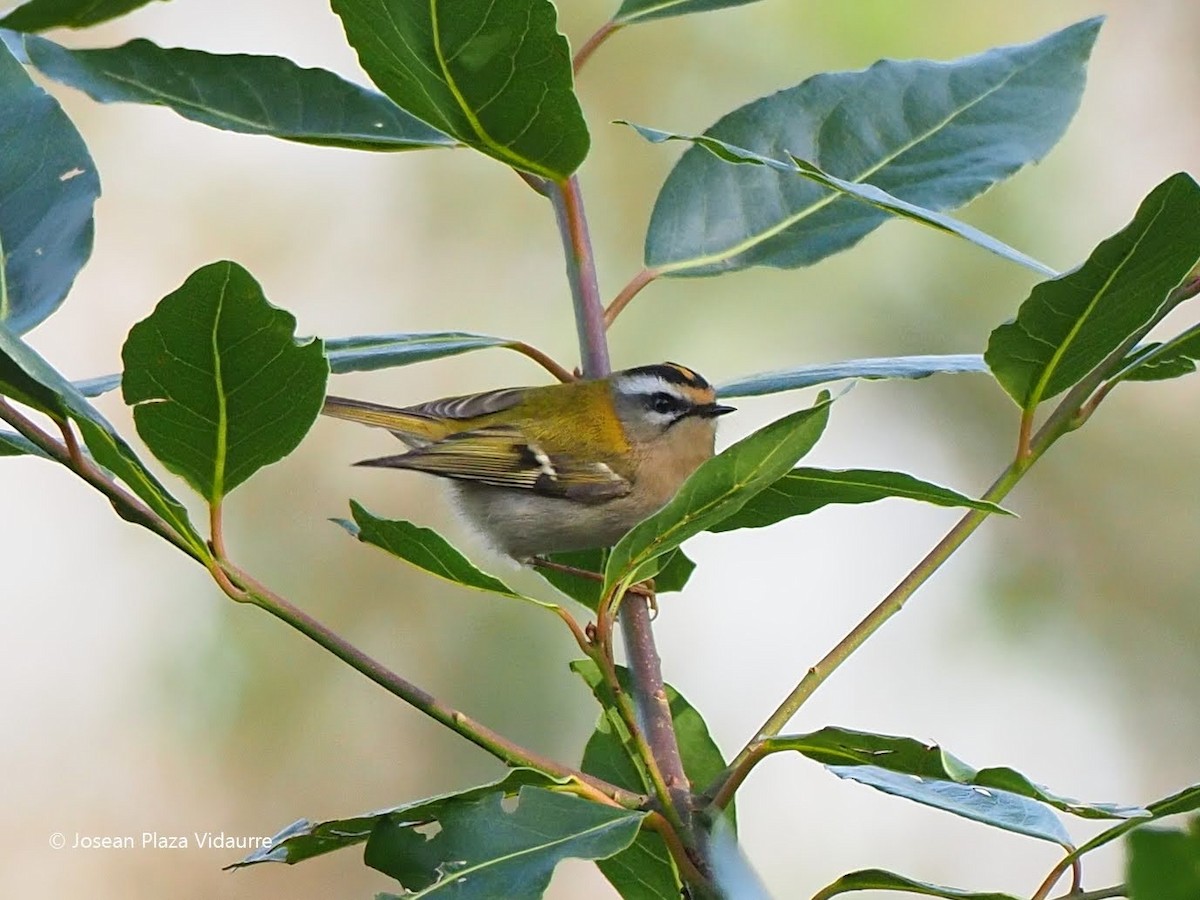 Common Firecrest - ML290119541