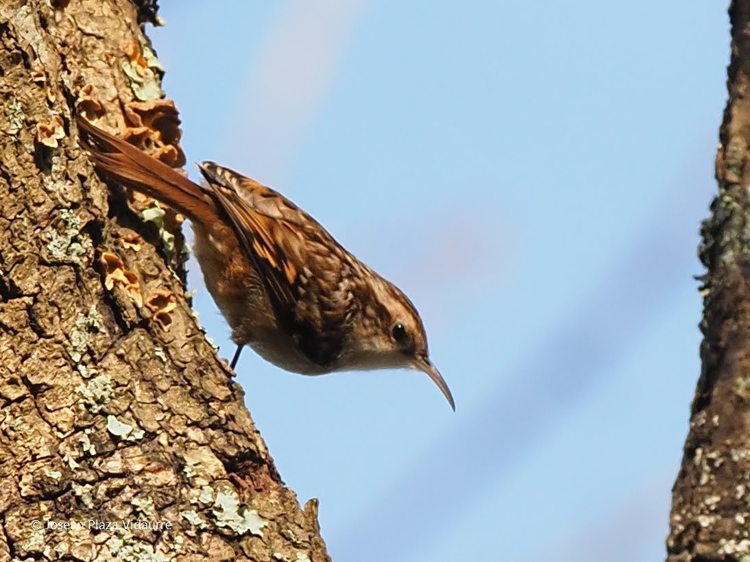 Short-toed Treecreeper - ML290119621