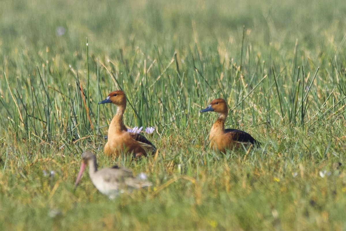 Fulvous Whistling-Duck - Prabhanjan Behera