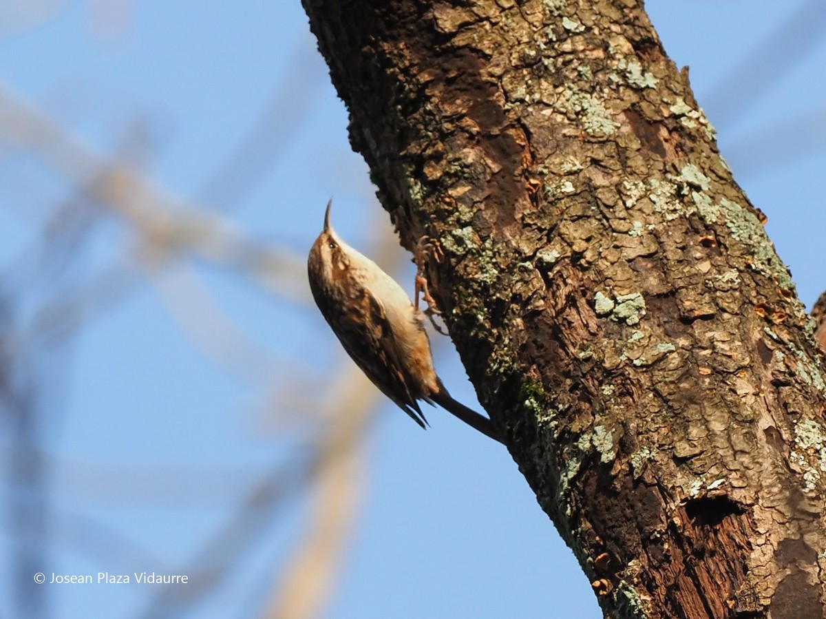 Short-toed Treecreeper - ML290119671