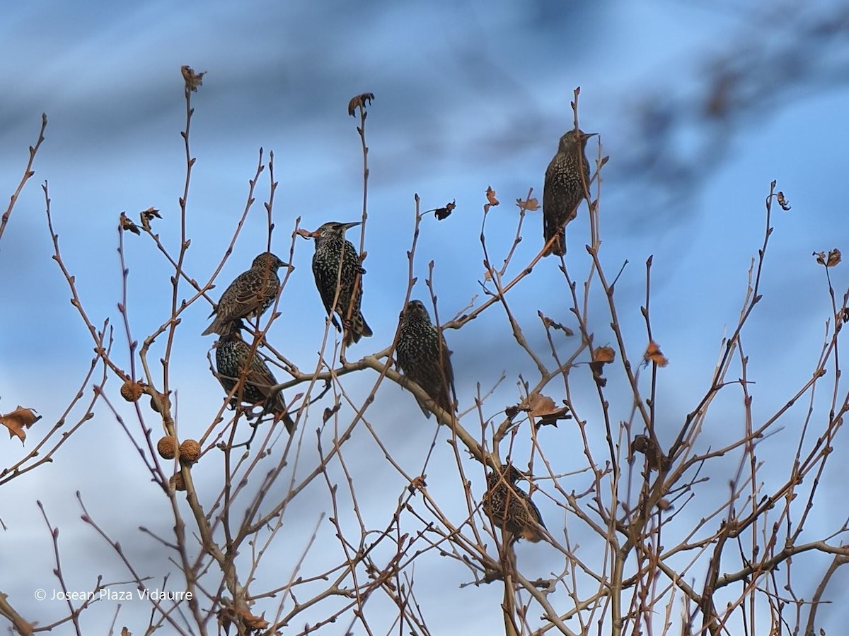 European Starling - ML290119871