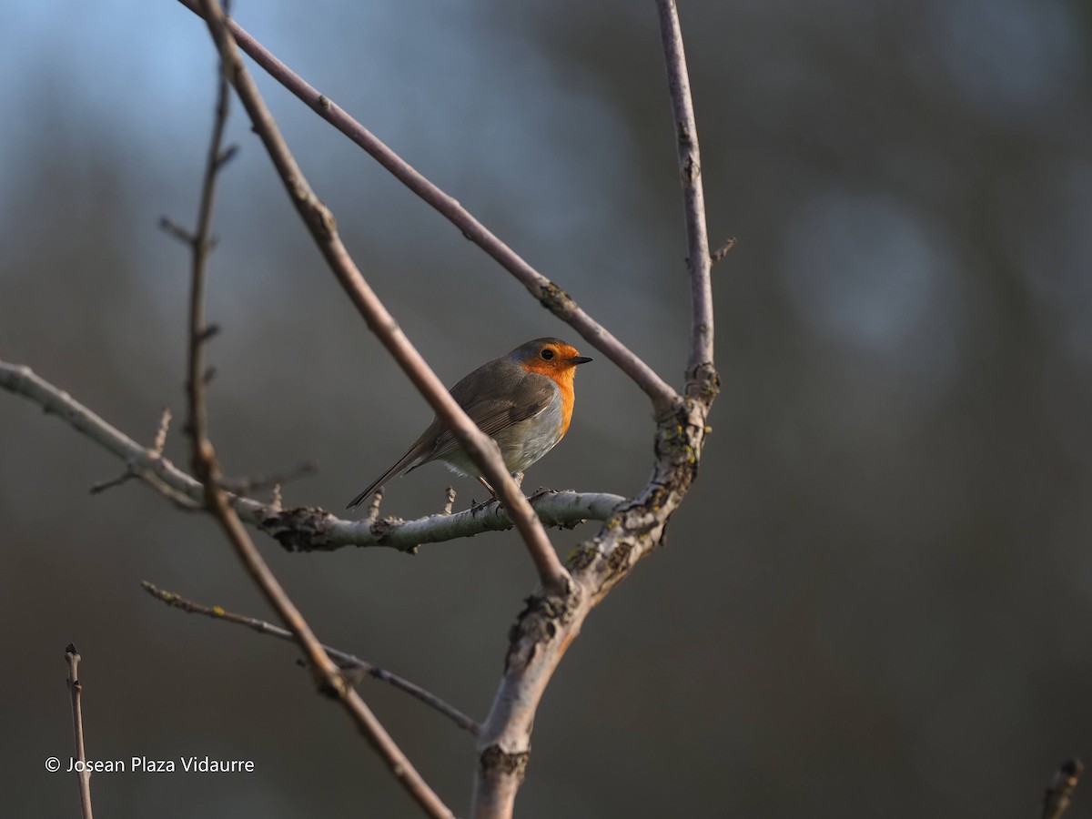 European Robin - ML290119921