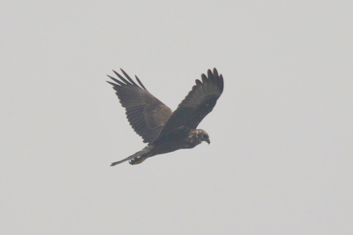 Western Marsh Harrier - ML290123051