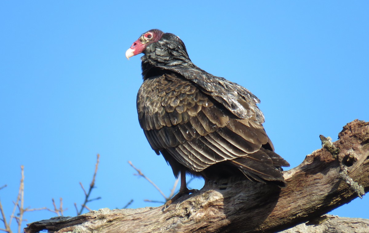 Turkey Vulture - ML290123651