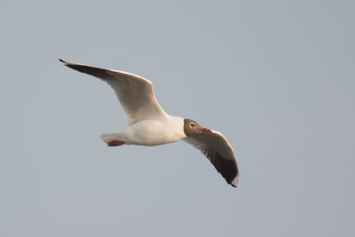 Brown-hooded Gull - ML290126431