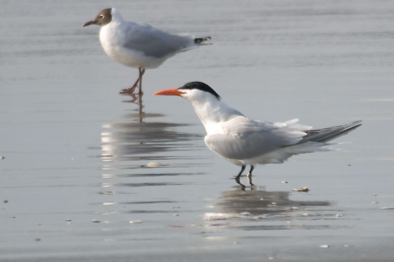 Royal Tern - ML290126611