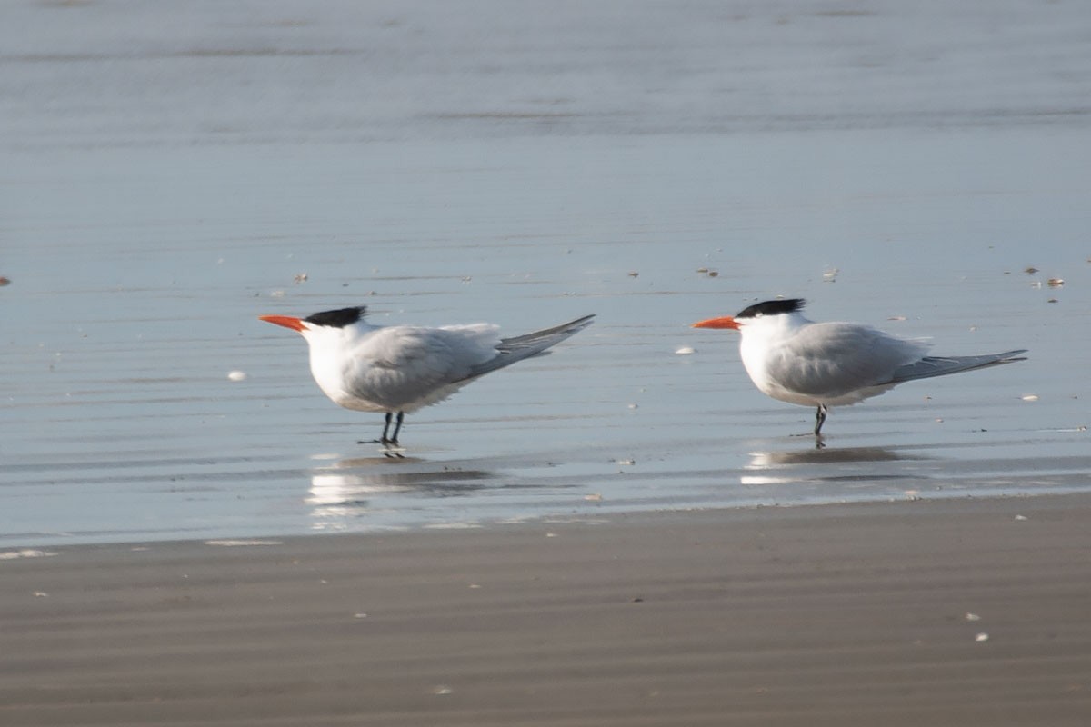 Royal Tern - ML290126691