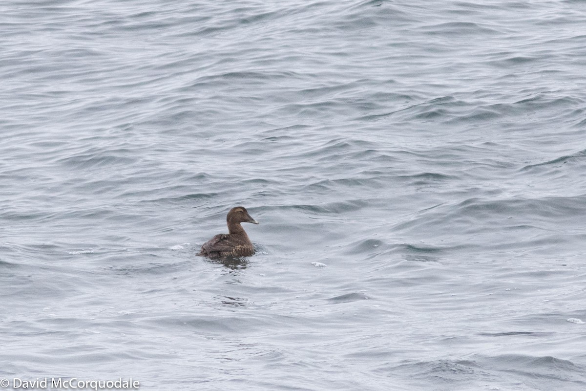 Common Eider - ML290126731