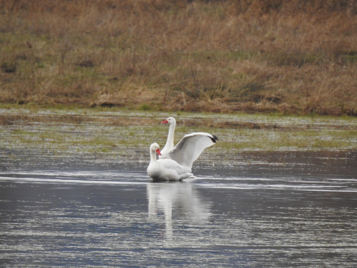 Coscoroba Swan - Manuel Alejandro Fuentealba Barrientos