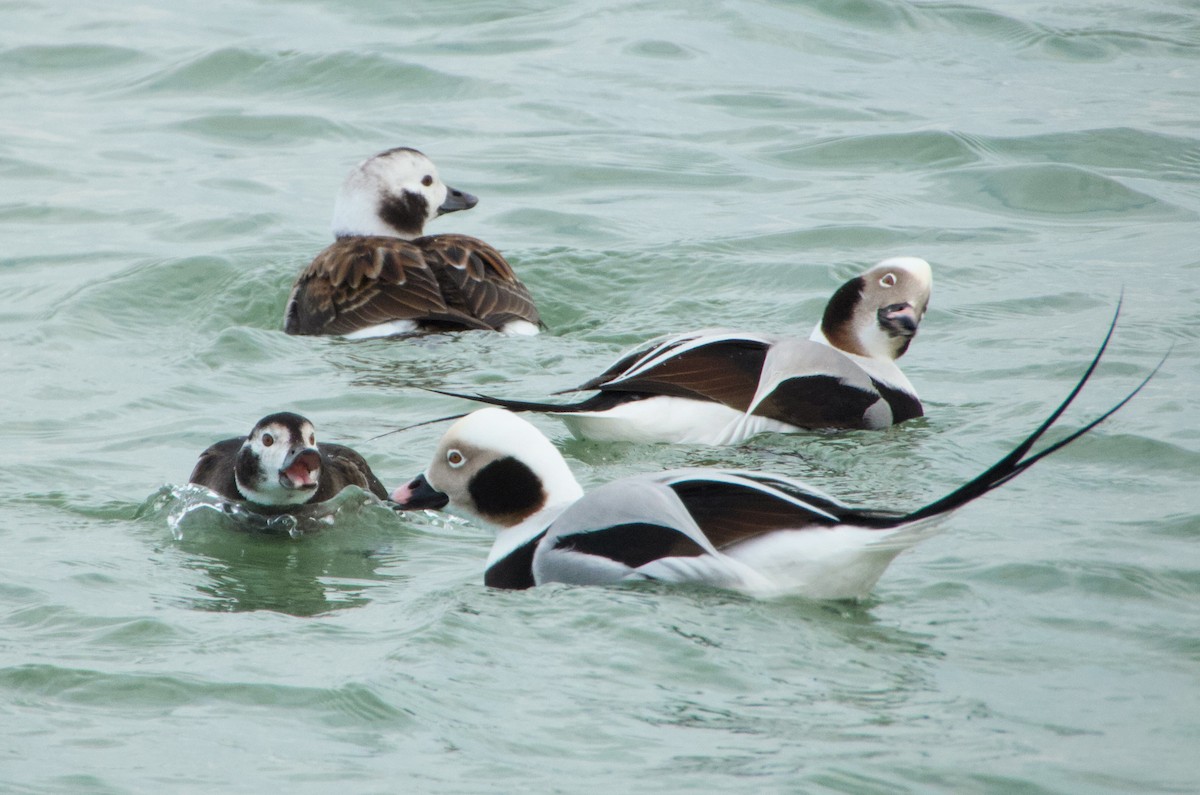 Long-tailed Duck - Greg Ongie