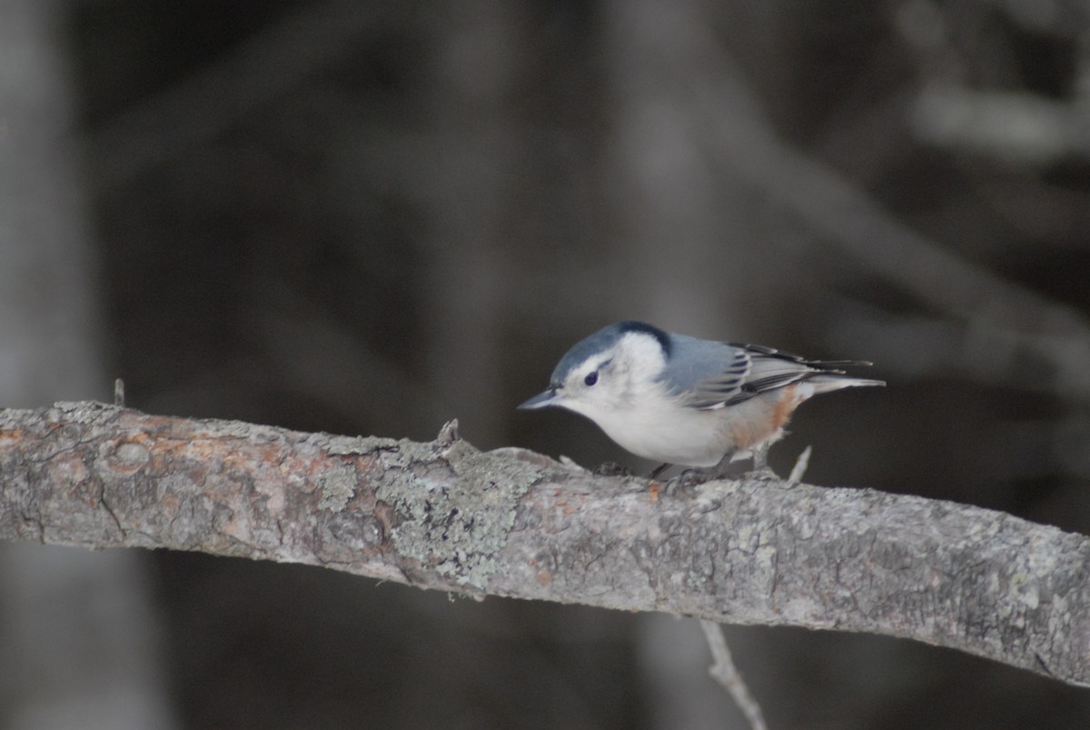 White-breasted Nuthatch - Jean-Claude Richard