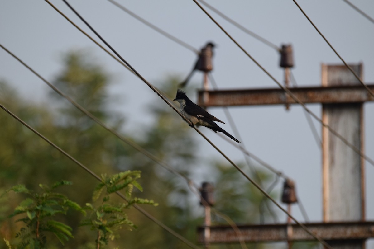 Pied Cuckoo - ML290128331