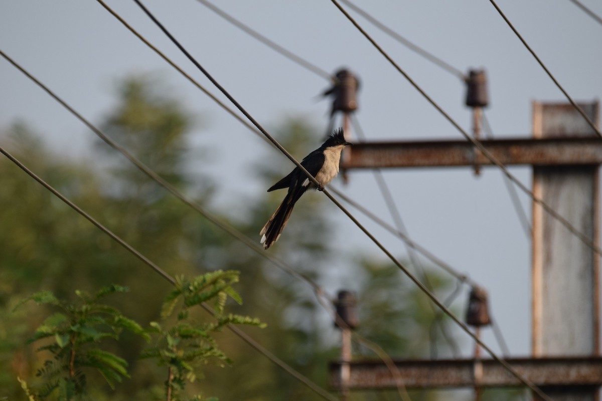 Pied Cuckoo - ML290128341