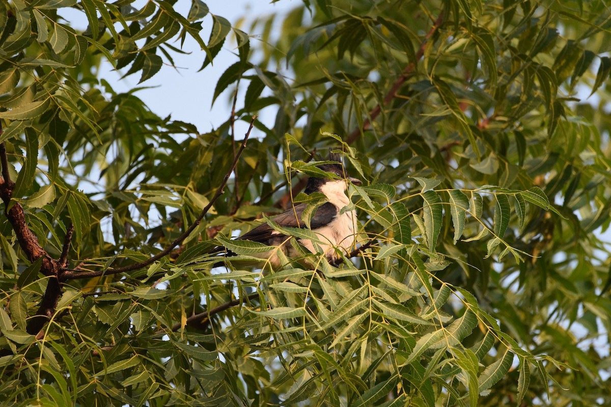 Pied Cuckoo - ML290128371