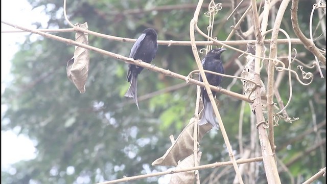 Velvet-mantled Drongo - ML290128421