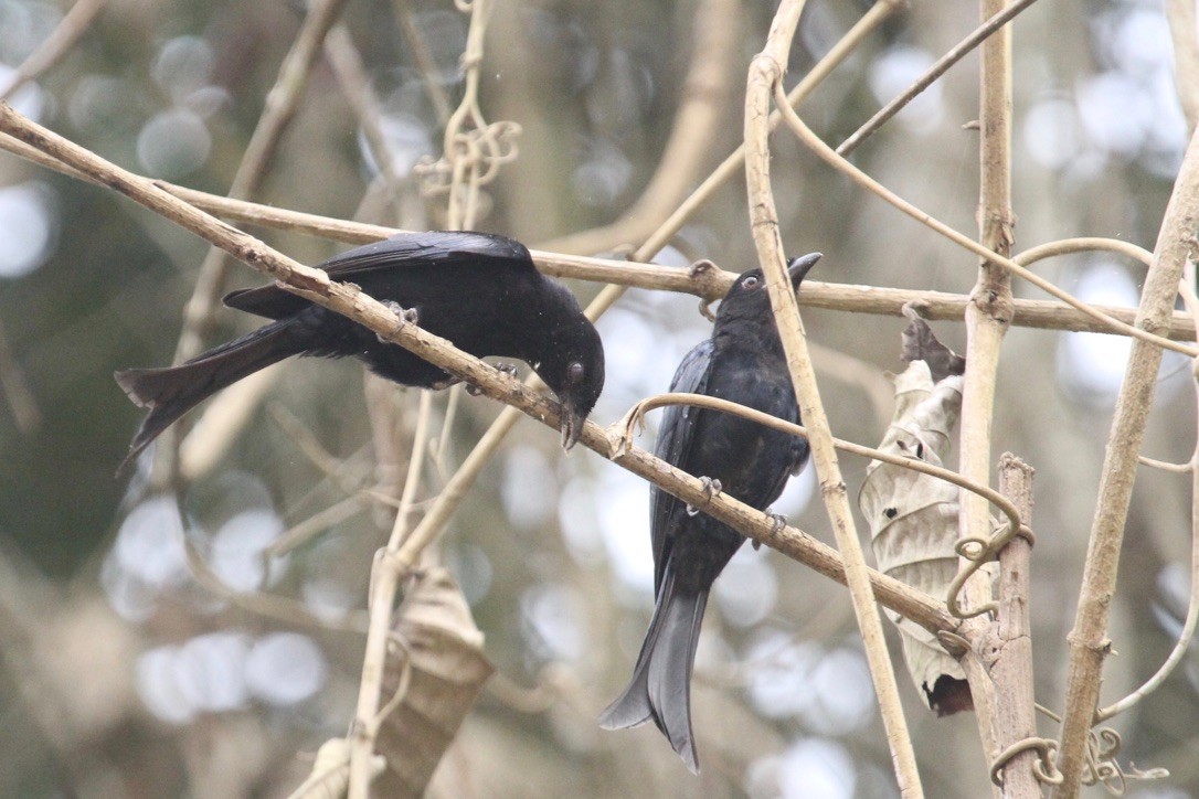 Velvet-mantled Drongo - ML290128911