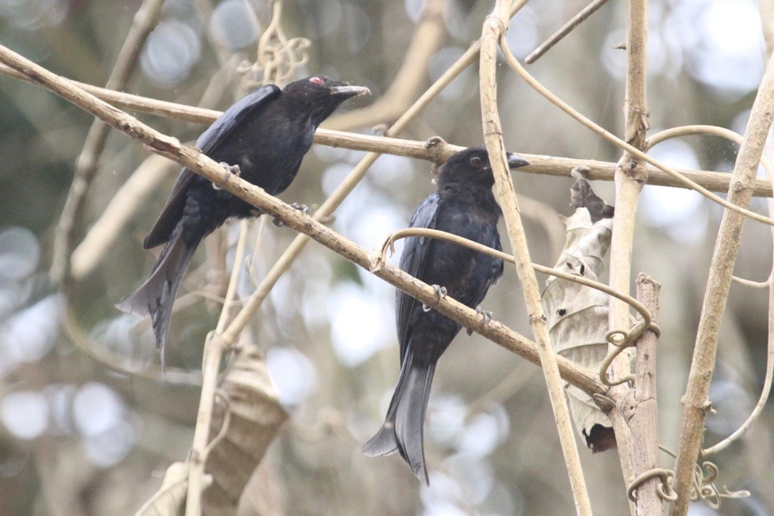 Velvet-mantled Drongo - ML290128951