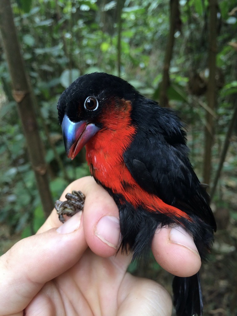 Estrilda Piquigorda Cabecinegra - ML290129851