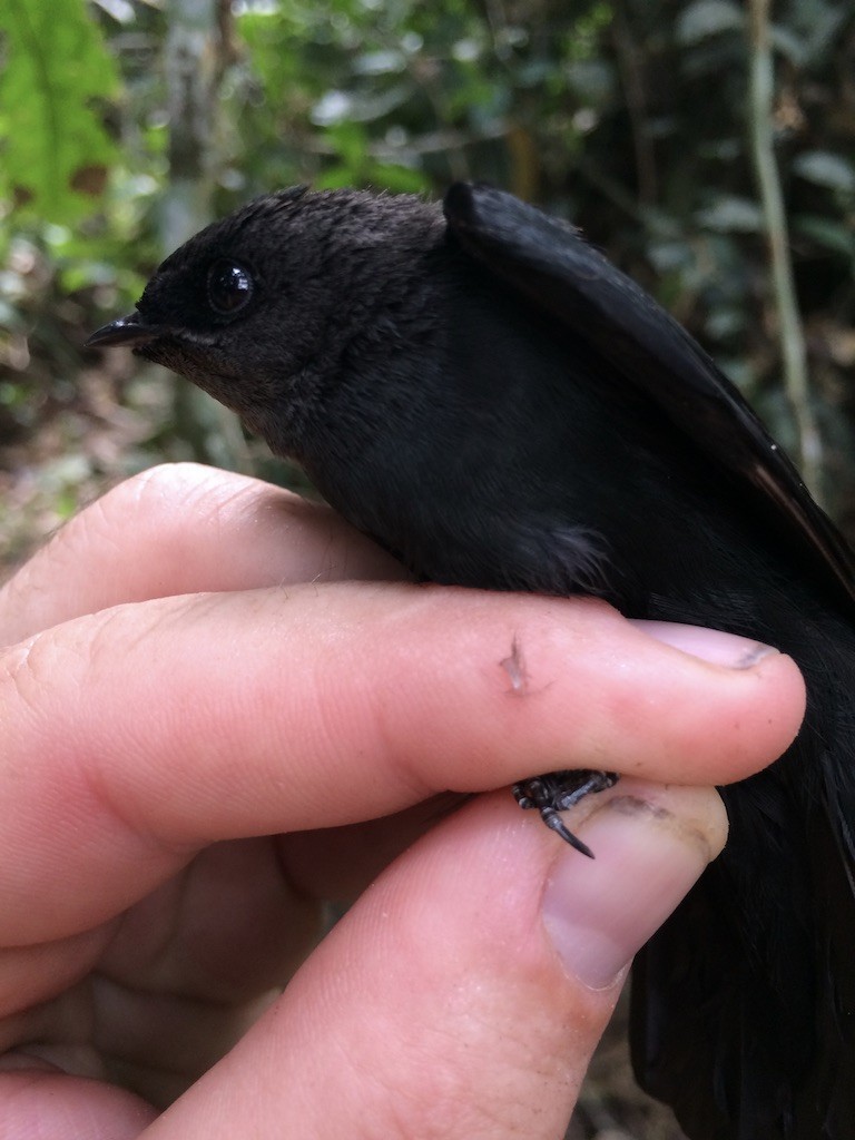 Forest Swallow - ML290130121