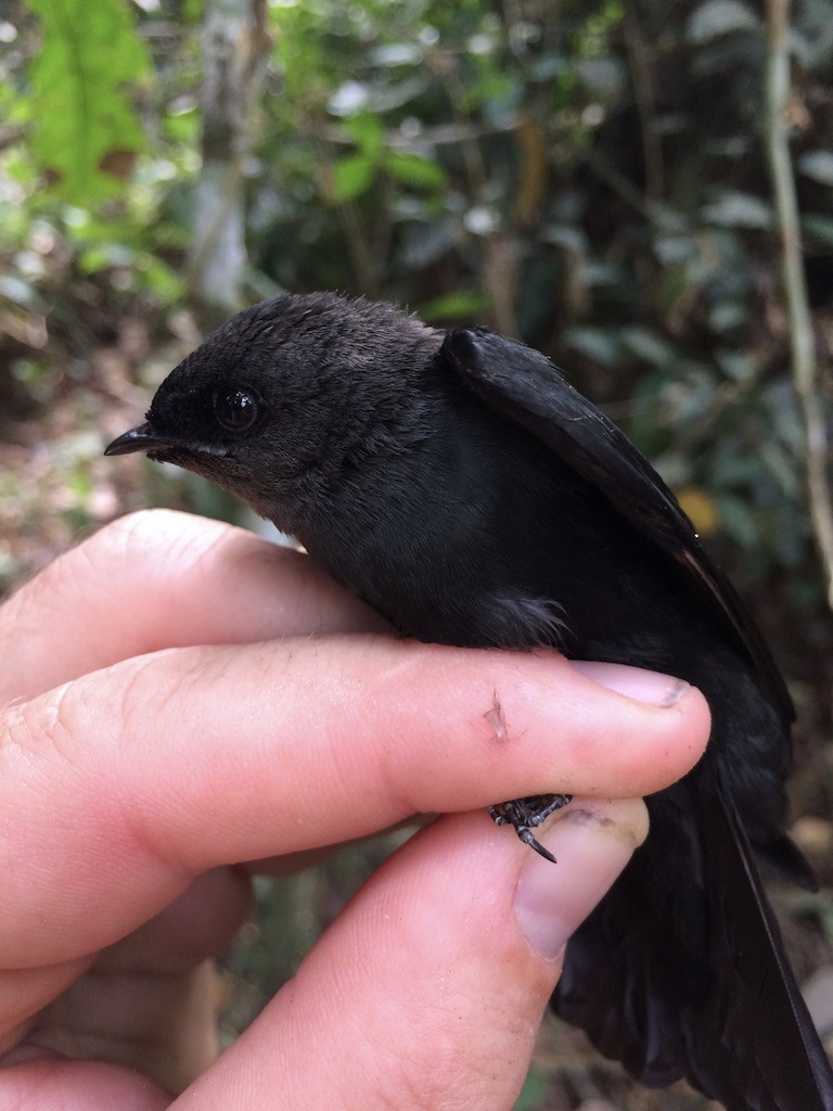 Forest Swallow - ML290130131