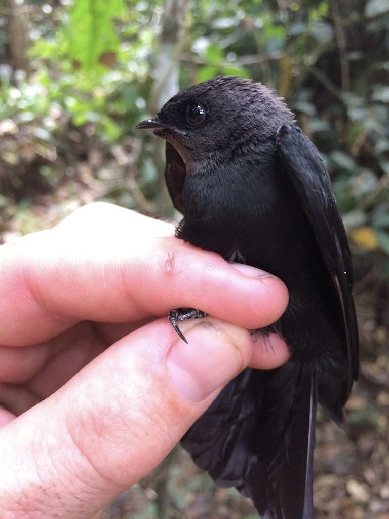 Forest Swallow - ML290130281