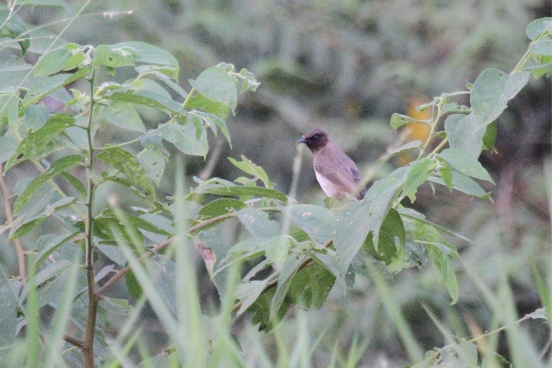 Bulbul Naranjero (grupo barbatus) - ML290131221