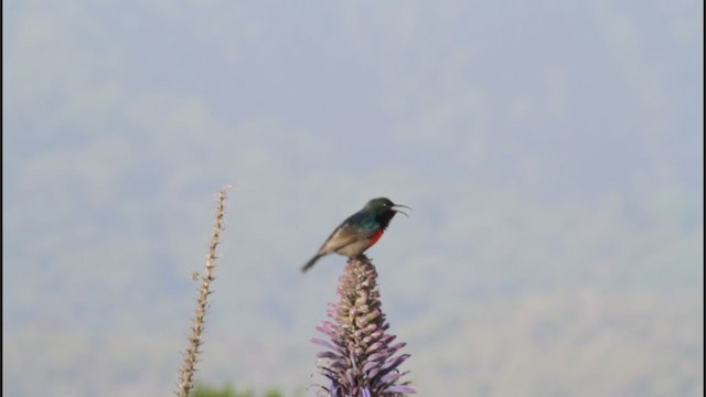 Northern Double-collared Sunbird (Western) - ML290131891