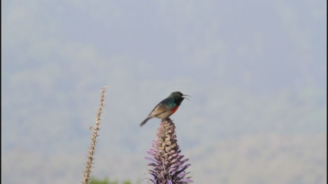 Northern Double-collared Sunbird (Western) - ML290132631