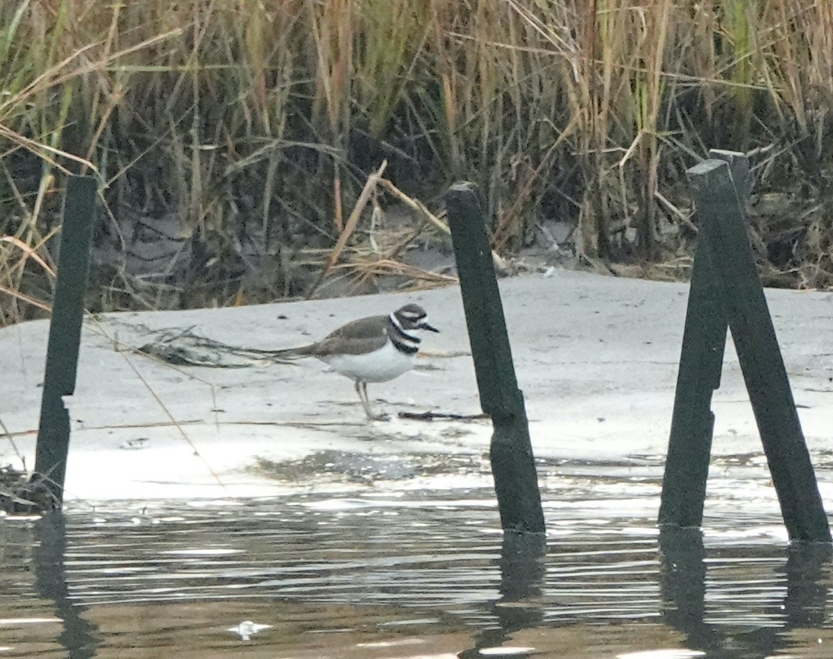 Killdeer - ML290132681