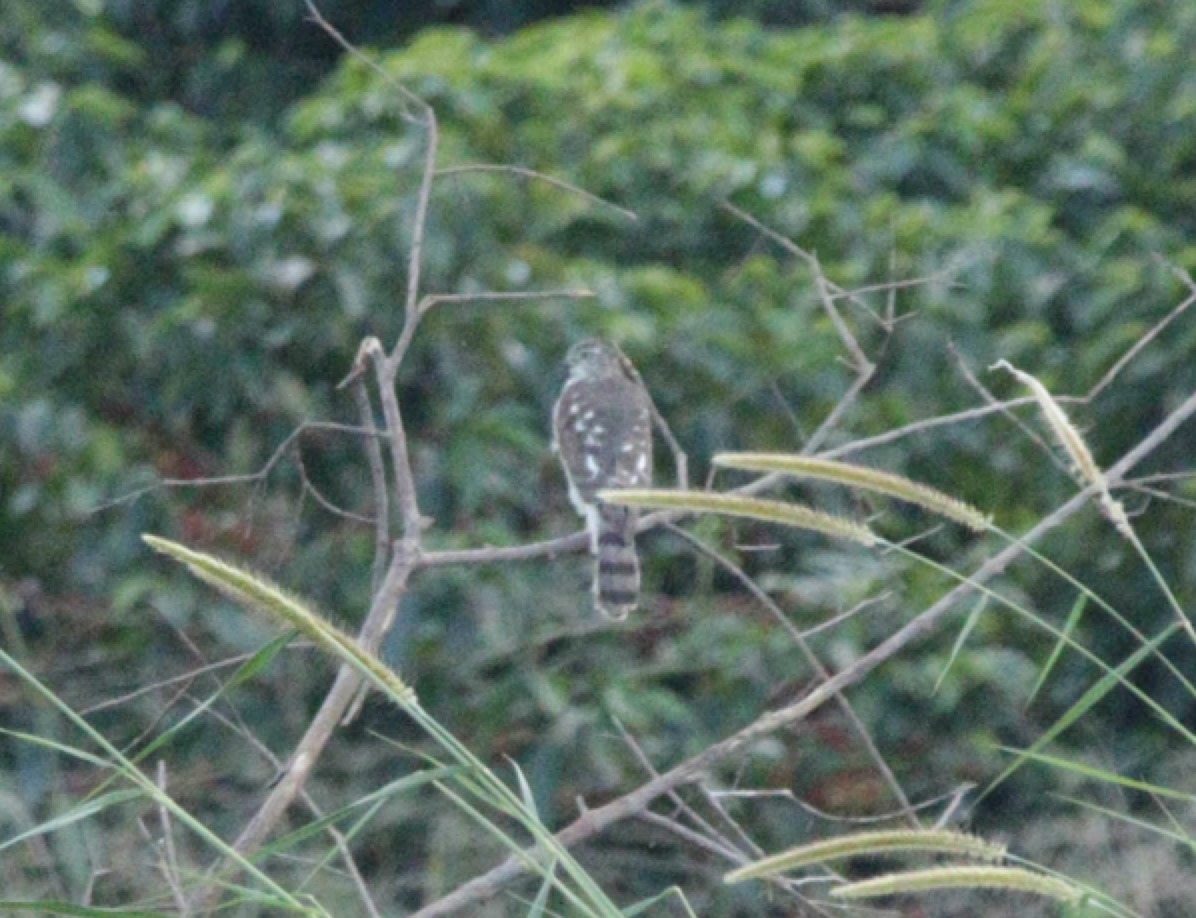 Sharp-shinned Hawk - Alonso Espineros