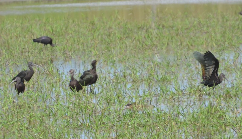 Glossy Ibis - ML29013291