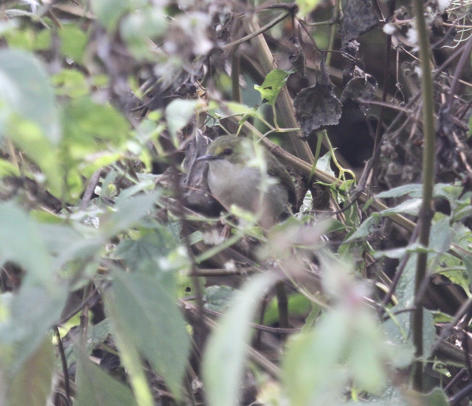 Prinia Rabilarga (mariae) - ML290133111